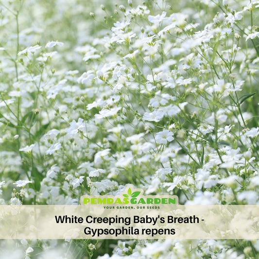 White Creeping Baby's Breath Seeds - Delicate Blooms, 30 seeds