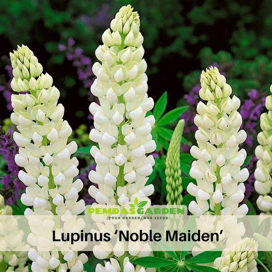 Noble Maiden Lupine Seeds