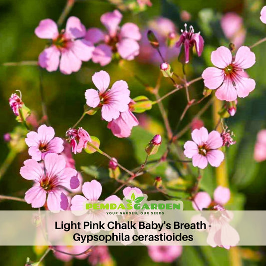 Light Pink Chalk Baby's Breath Seeds - Delicate Blooms, 30 seeds