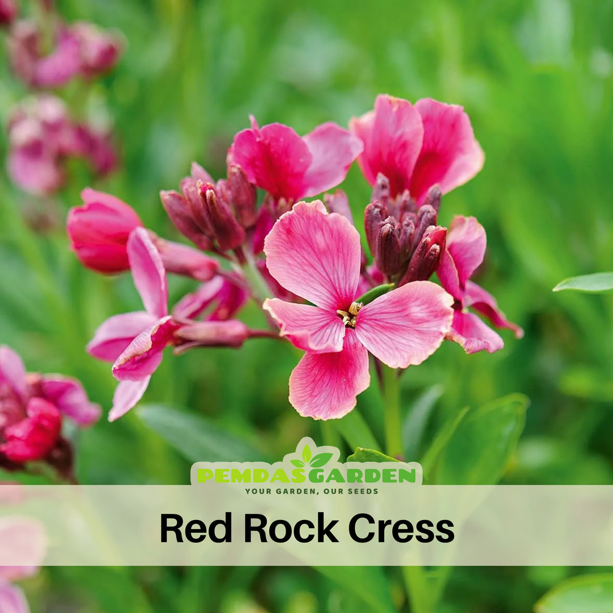 Red Rock Cress Seeds - Early Blooming Perennial, 30 seeds