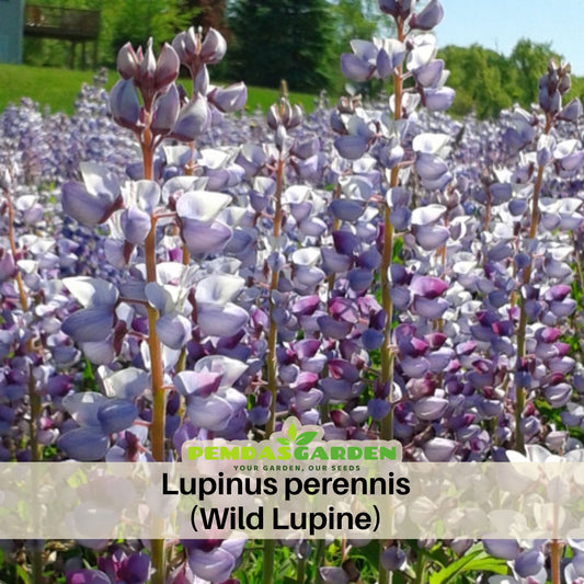 Lupinus Perennis (Wild Lupine) Seeds, Bluebonnet