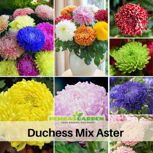 Duchess Mix China Aster Seeds - Colorful Autumn Blooms, 20 seeds