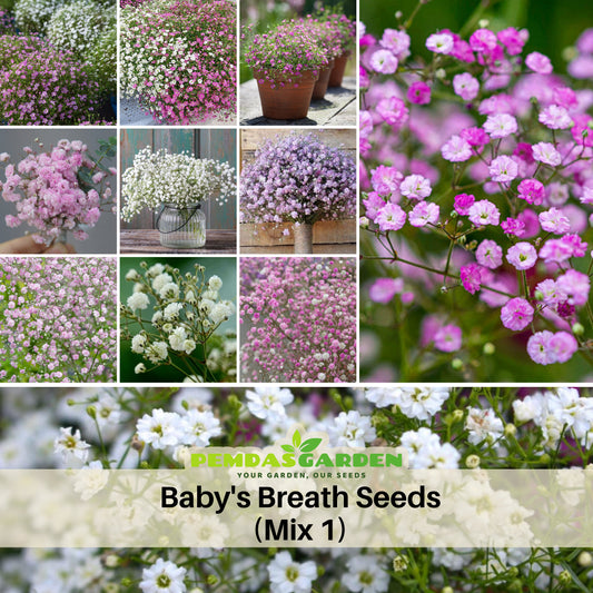 Baby's Breath Seeds (Mix 1) - Gypsophilababy’s Breath Seeds, 30 seeds