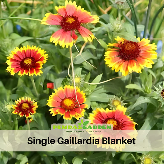 Gaillardia X Grandiflora 'Sunset Popsy' Seeds, 20 seeds