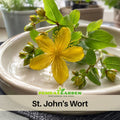 105 Seeds| St. John’s Wort Seeds – Heirloom, Non-GMO, Perennial Medicinal Herb, Bright Yellow Flowers, Easy to Grow, Drought Tolerant, Pollinator Friendly, Perfect for Herbal Gardens, Borders, and Containers #6024
