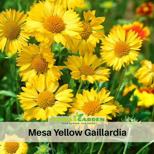 Mesa Yellow Gaillardia Seeds - Blanket Flower, Vibrant Red, 20 seeds