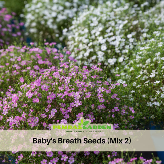 Baby's Breath Seeds (Mix 2) - Gypsophila, Delicate Blooms