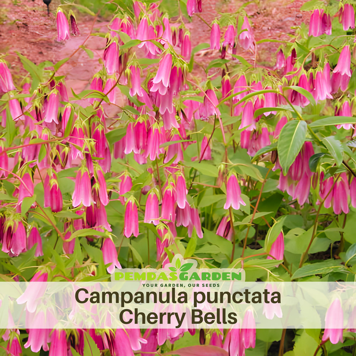 Campanula Punctata 'Cherry Bells' Seeds - Perennial, 20 seeds