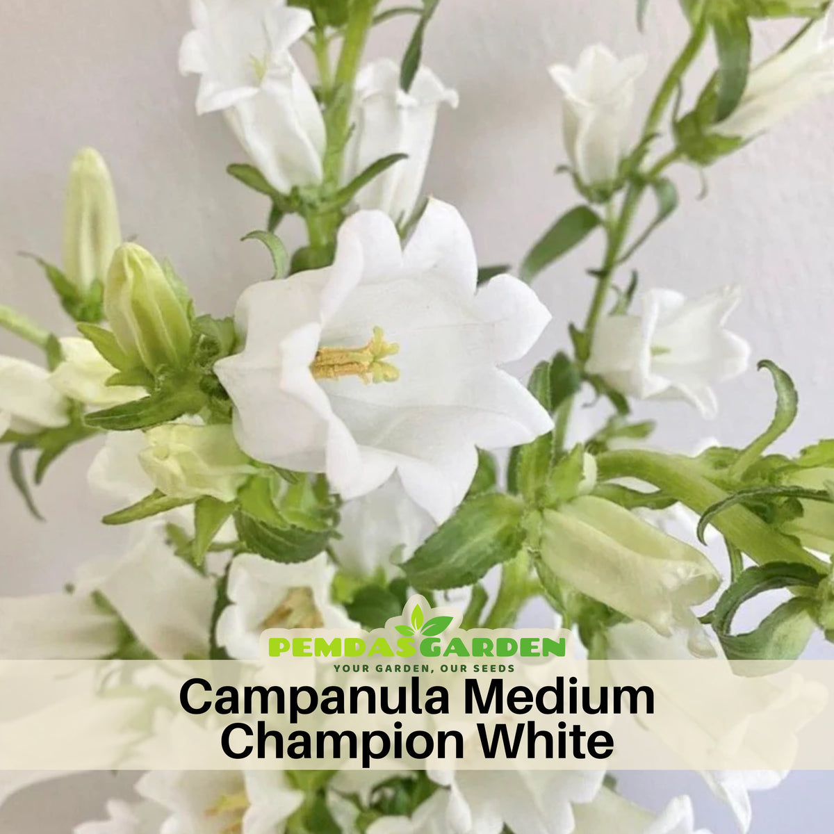 Campanula Medium Champion White Seeds - Canterbury Bells, 20 seeds