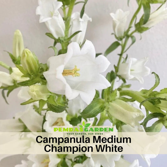 Campanula Medium Champion White Seeds - Canterbury Bells, 20 seeds