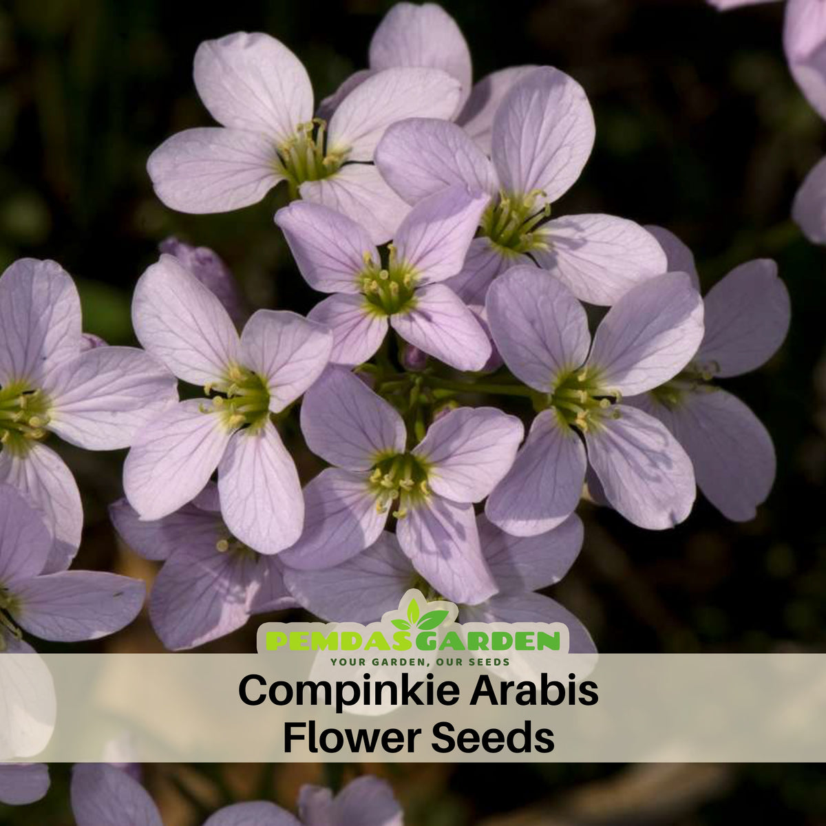 Compinkie Arabis Seeds - Early Blooming Perennial, 30 seeds