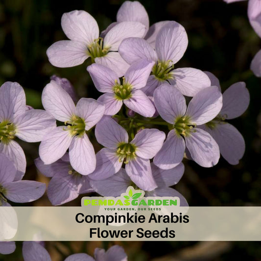 Compinkie Arabis Seeds - Early Blooming Perennial, 30 seeds