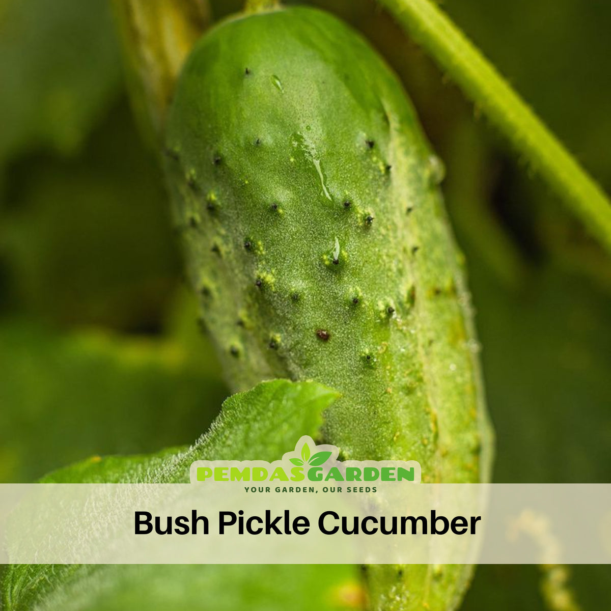 Bush Pickle Cucumber Seeds - Asian Garden~ Organic, 20 seeds