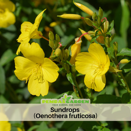 Oenothera Fruticosa (Sundrops) Seeds - Suncups, 30 seeds