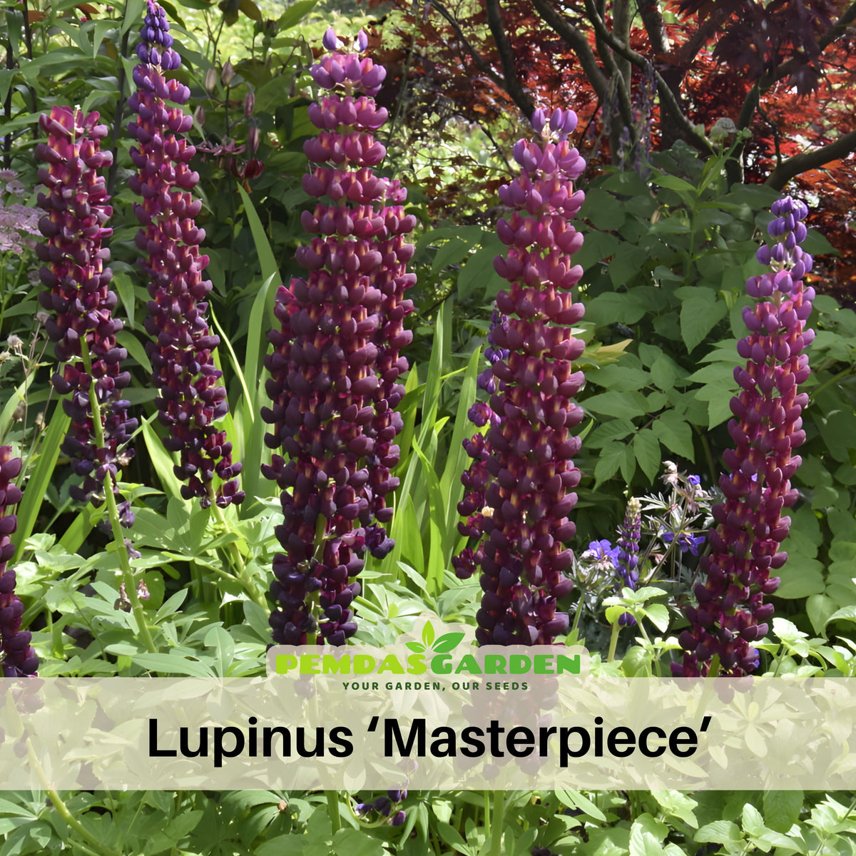 Gallery White Lupine (Lupinus ‘Gallery White’) Seeds - Lupine Seeds