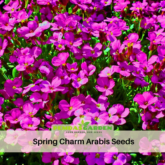 Spring Charm Arabis Seeds - Early Blooming Perennial, 30 seeds