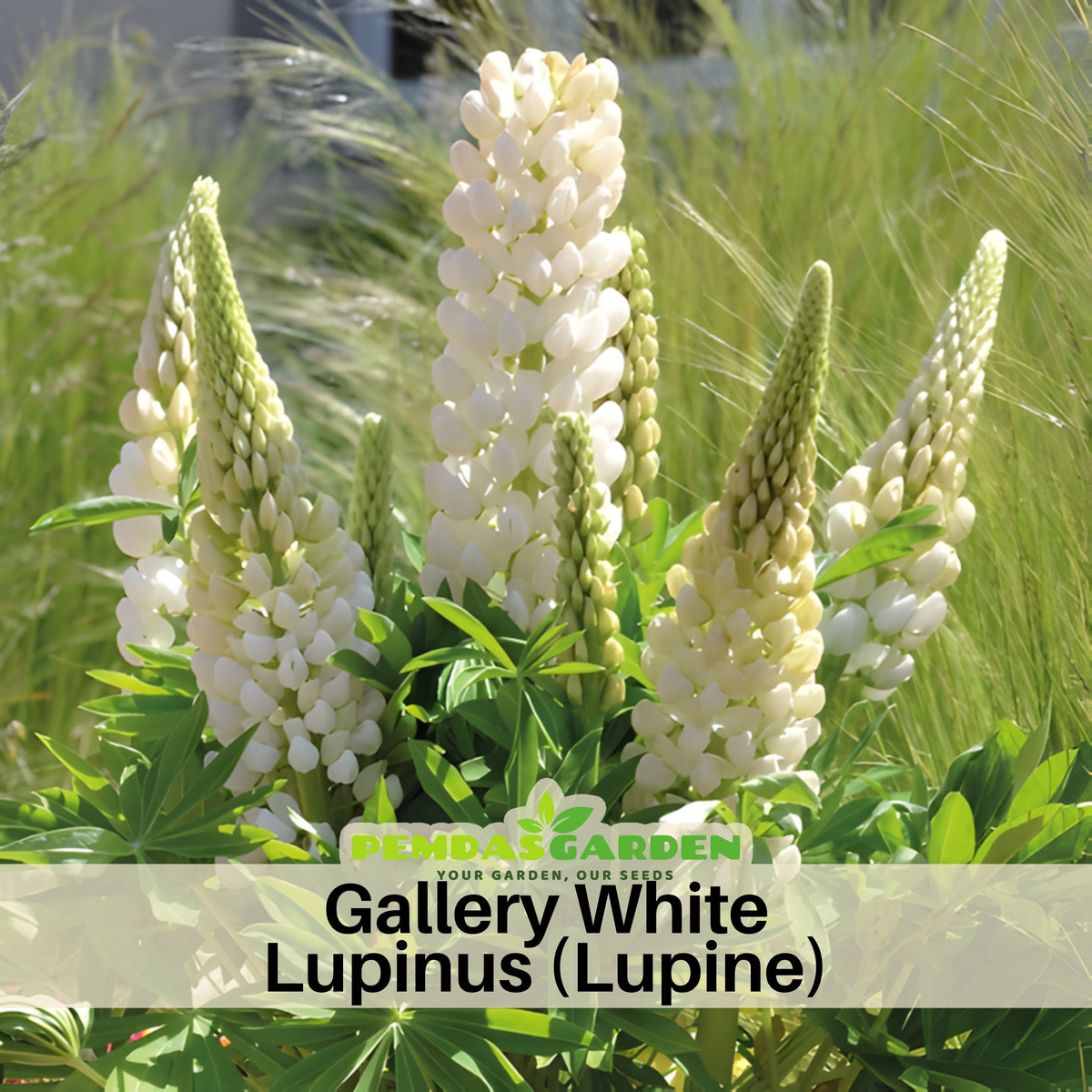 Gallery White Lupinus (Lupine) Seeds