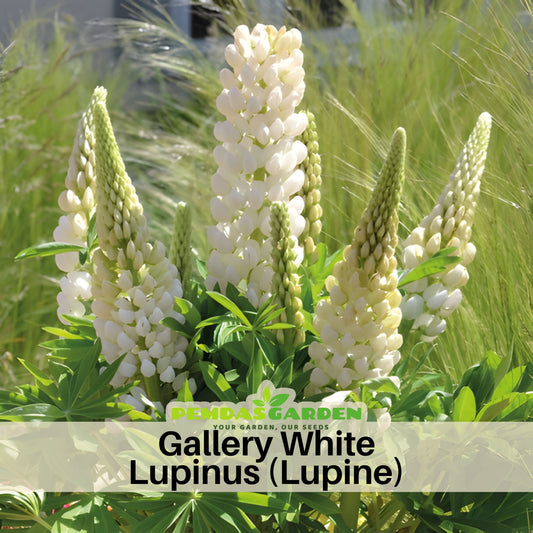 Gallery White Lupinus (Lupine) Seeds