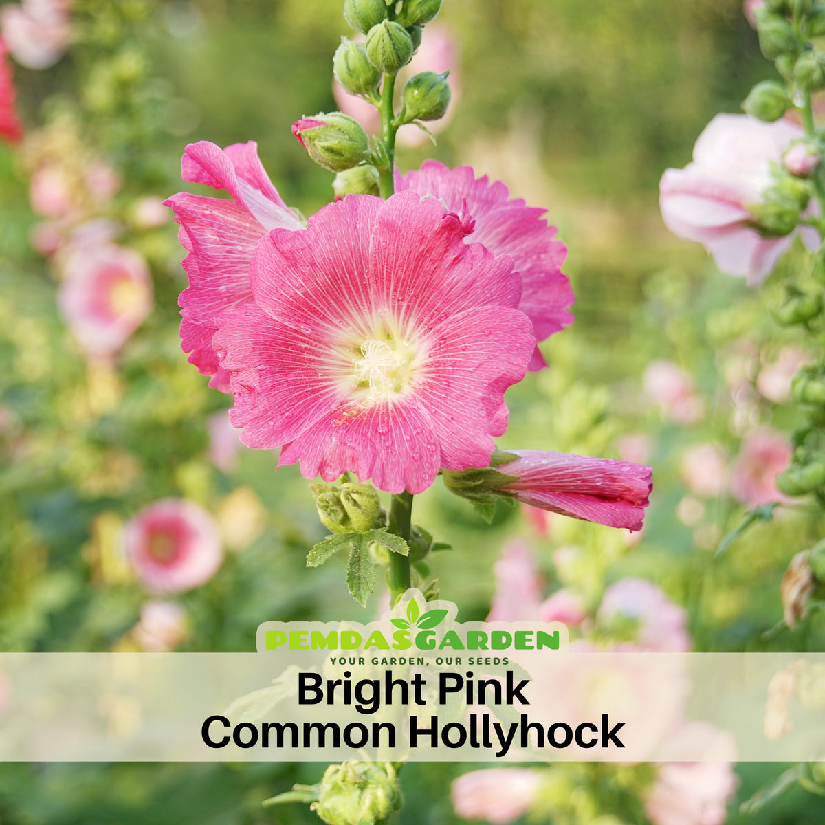 Bright Pink Common Hollyhock Seeds (Alcea Rosea), 20 seeds