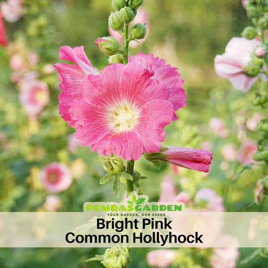 Bright Pink Common Hollyhock Seeds (Alcea Rosea), 20 seeds