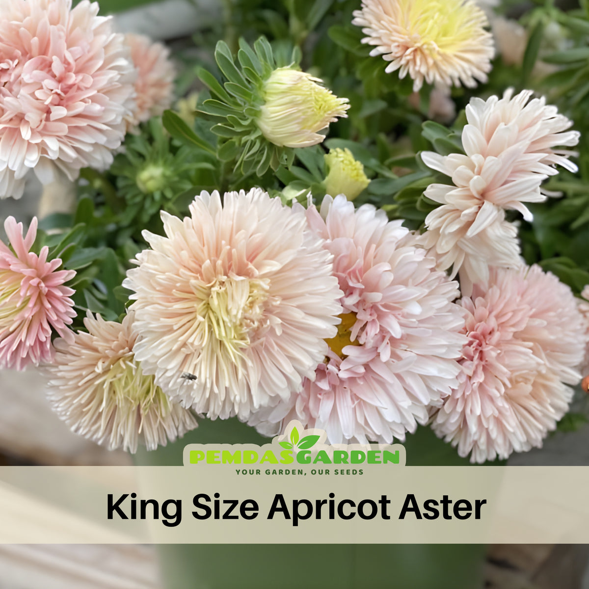 King Size Apricot Aster Seeds - Fall Blooms, 20 seeds