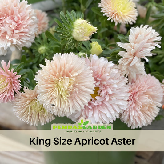 King Size Apricot Aster Seeds - Colorful Autumn Blooms, 20 seeds