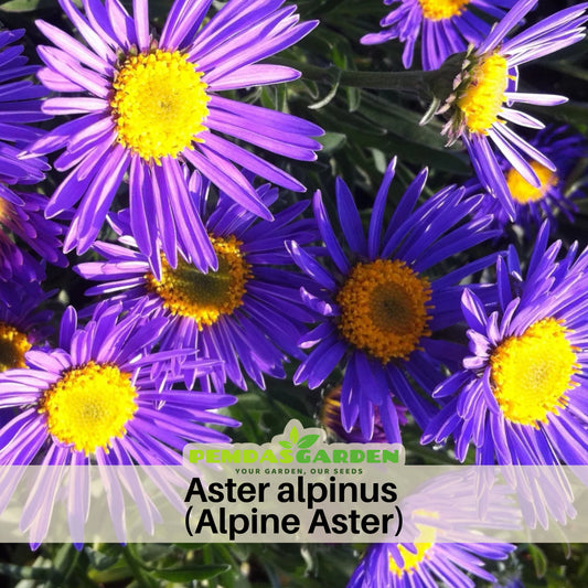 Aster Alpinus (Alpine Aster) Aster Seeds - Fall Blooms, 20 seeds