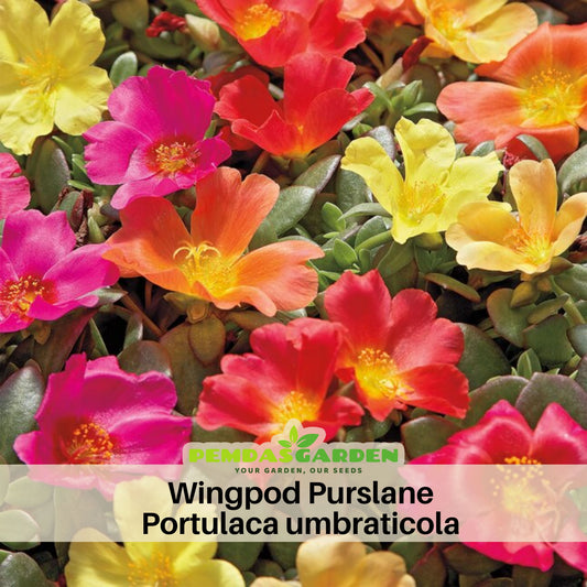 Wingpod Purslane Portulaca Umbraticola Seeds, 30 seeds