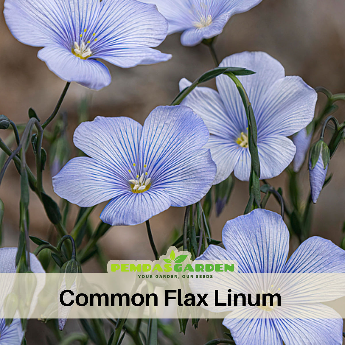 Bright Eyes Flax Seeds - Linum Grandiflorum, 30 seeds