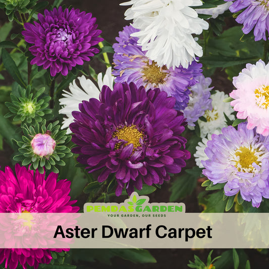 Aster Seeds (Dwarf) - Colour Carpet Mix, 20 seeds