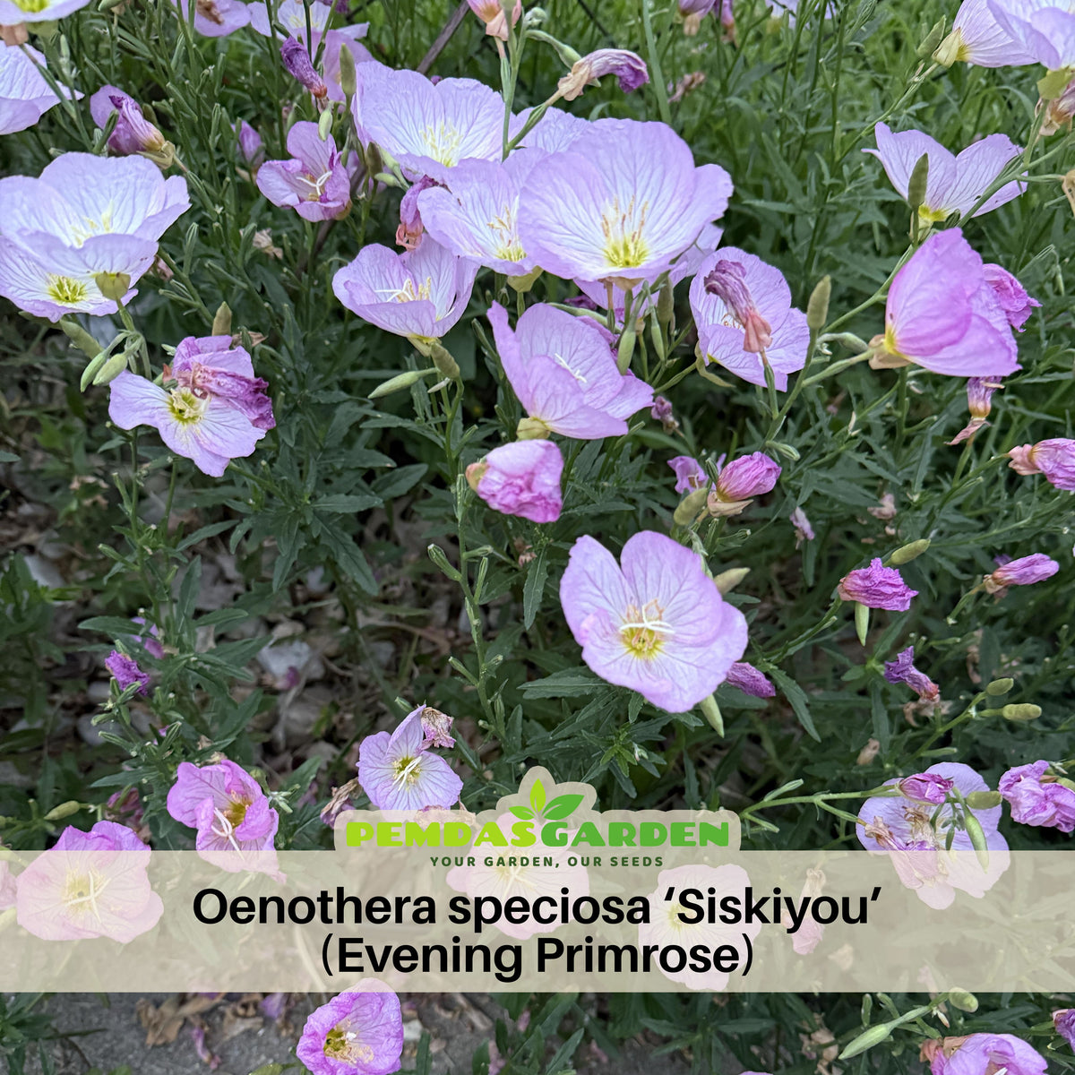 Oenothera Speciosa ‘Siskiyou’ (Evening Primrose) Seeds, 30 seeds