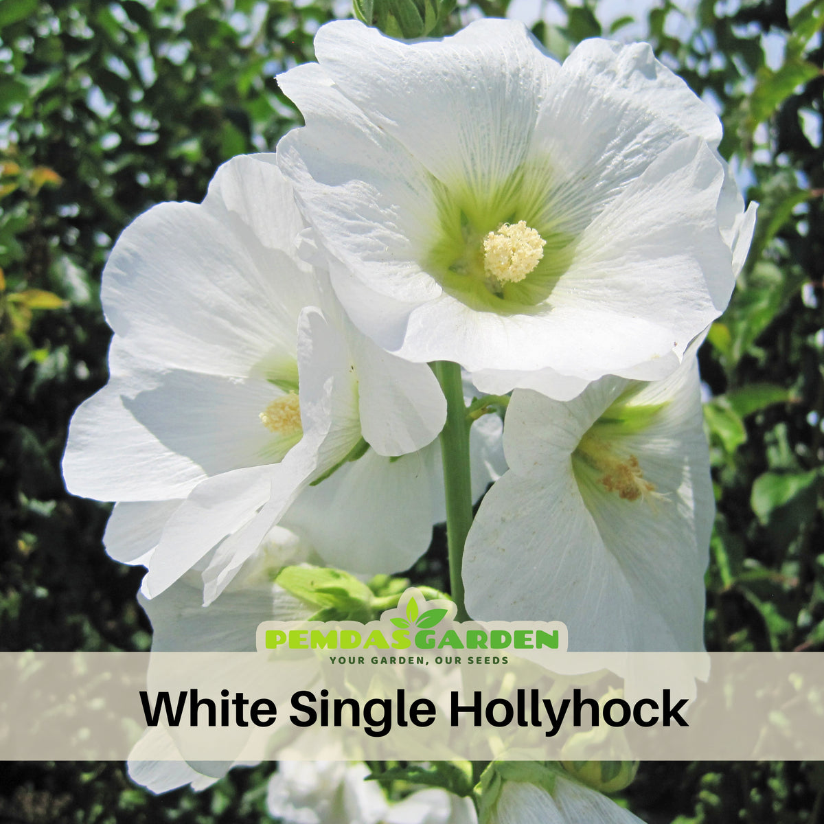 White Single Hollyhock Seeds - Alcea Rosea Seeds, 20 seeds