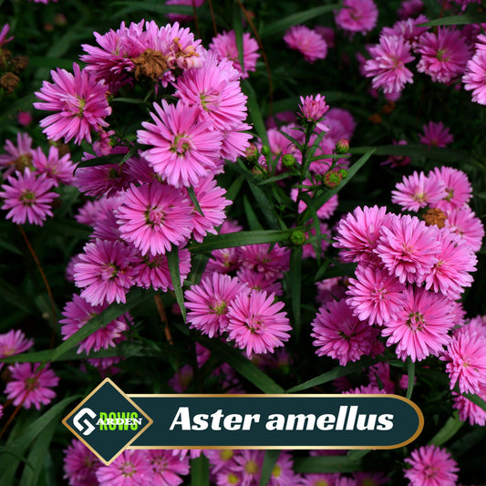 Aster Amellus Aster Seeds - China Aster, Fall Blooms, 20 seeds