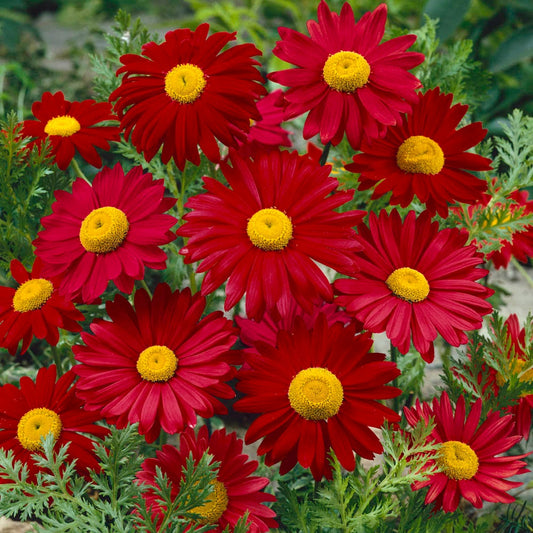 Robinson's Red Chrysanthemum seeds