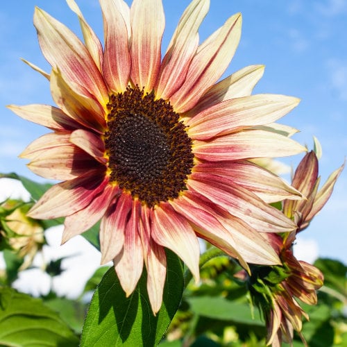 Ruby Eclipse Sunflower Seeds-Annuals seeds