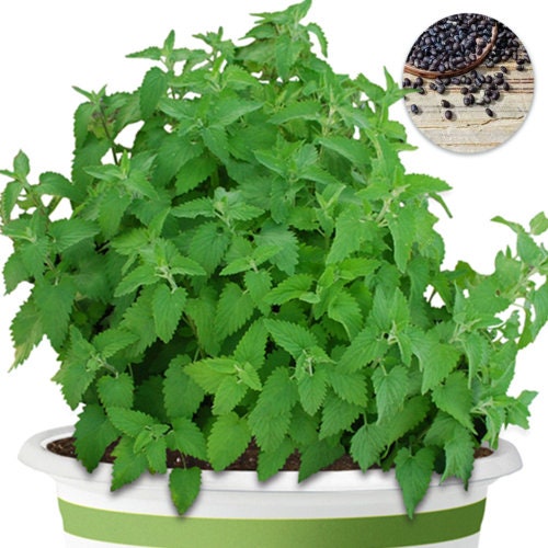 Catnip Seeds-Catnip Seeds for Cats seeds