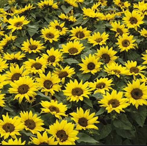 Choco Sun Sunflower Seeds -Helianthus annuus seeds