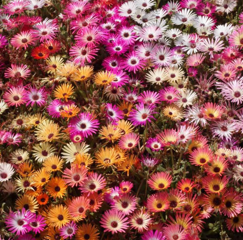 Livingstone Mix Daisy seeds