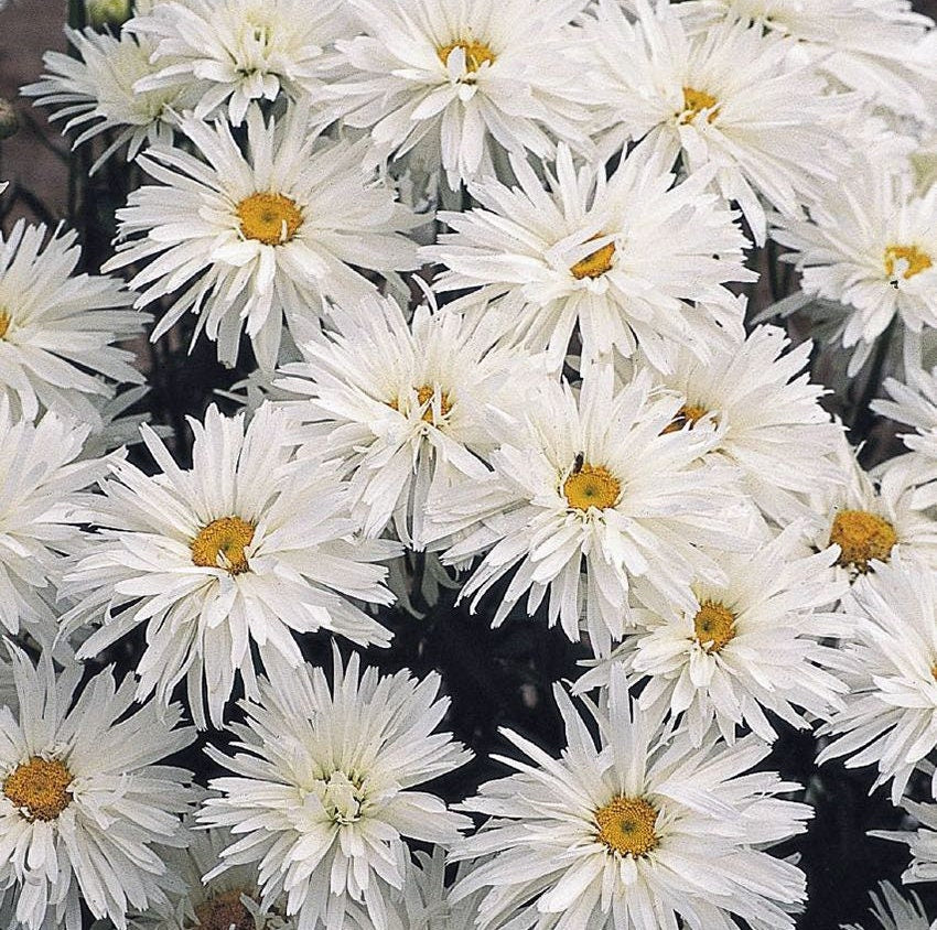 Crazy Daisy seeds