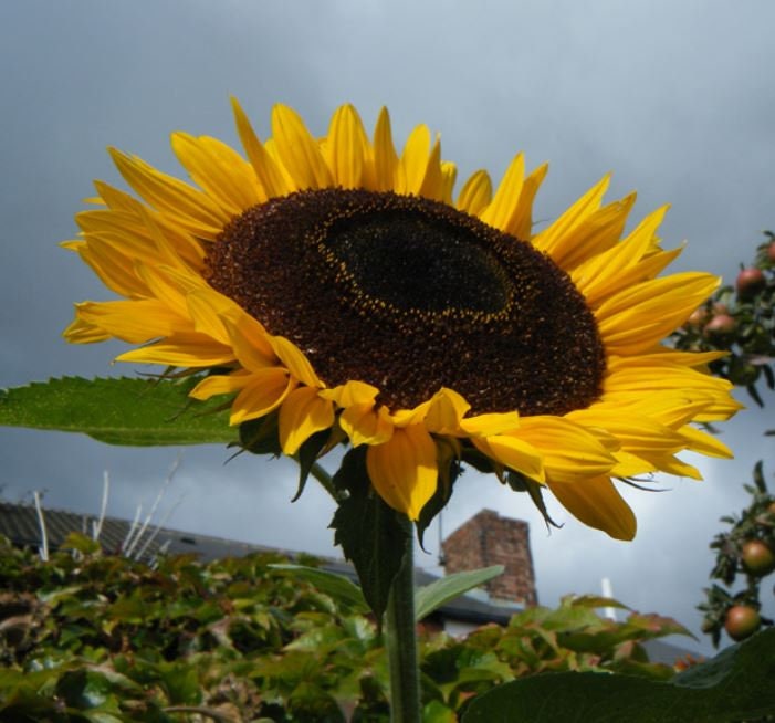 Taiyo Sunflower seeds
