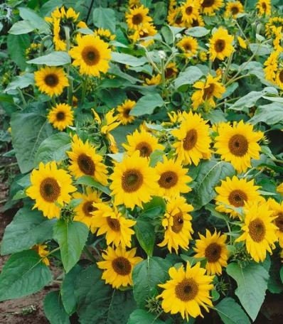 Yellow Dwarf Sunflower Seeds -Helianthus annuus seeds