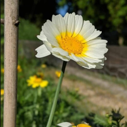 Garland Daisy seeds