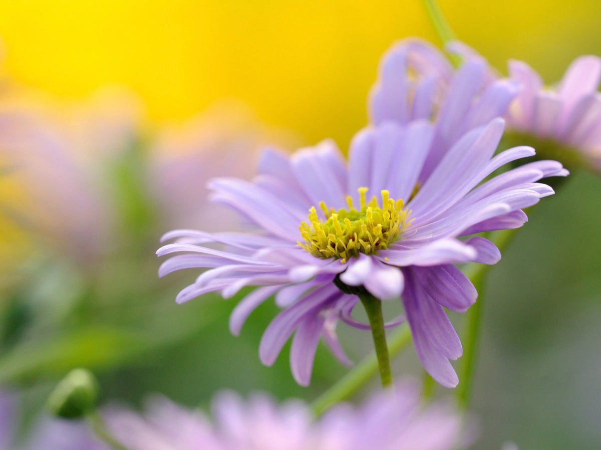Swan River Mix Daisy seeds
