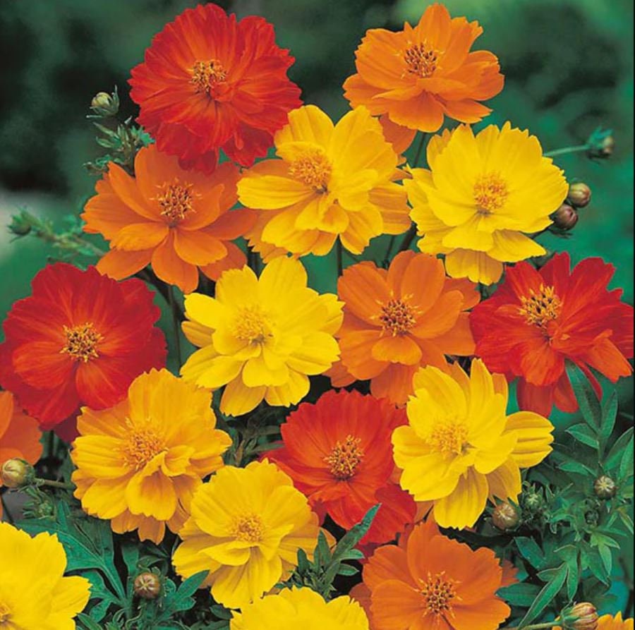 Mix (Orange and Yellow) Cosmos seeds