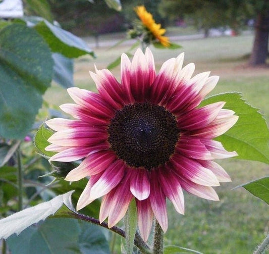 Cherry Sunflower Seeds-Helianthus annuus seeds