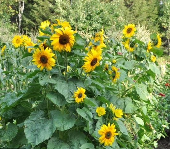 Yellow Dwarf Sunflower Seeds -Annuals-Helianthus annuus seeds