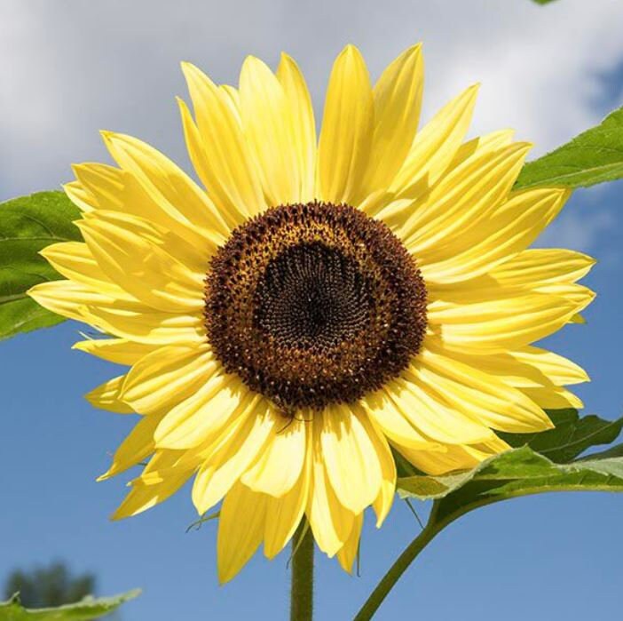 Lemon Queen Sunflower Seeds-Annuals seeds