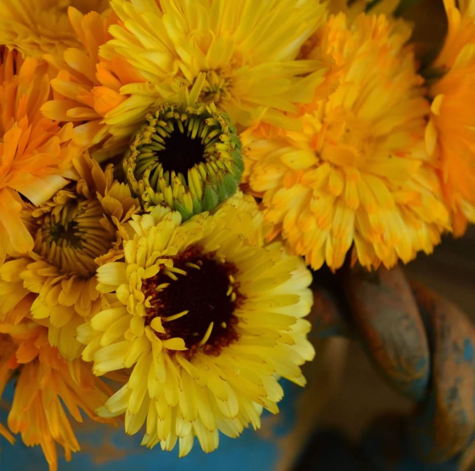 Fiesta Mix Calendula seeds