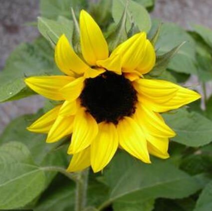 Choco Sun Sunflower Seeds -Helianthus annuus seeds