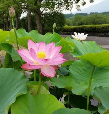 Pink Sacred Lotus seeds